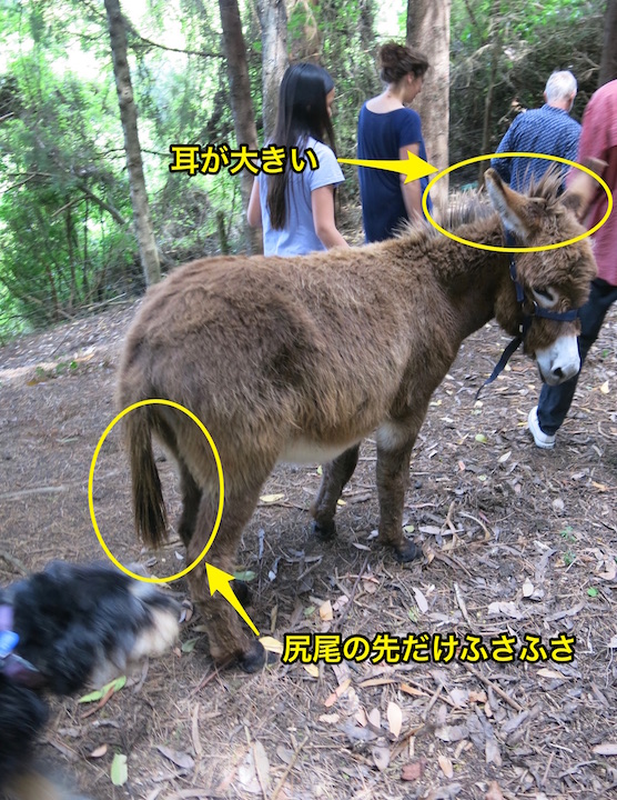 日本では希少な存在 ロバに会って しました アソビノイズミ