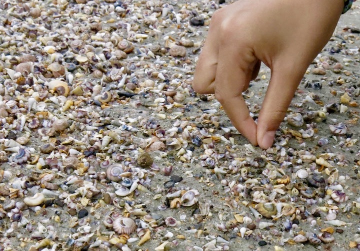 楽しい貝殻クラフト 樹脂粘土と組み合わせた小さなブローチ作り アソビノイズミ
