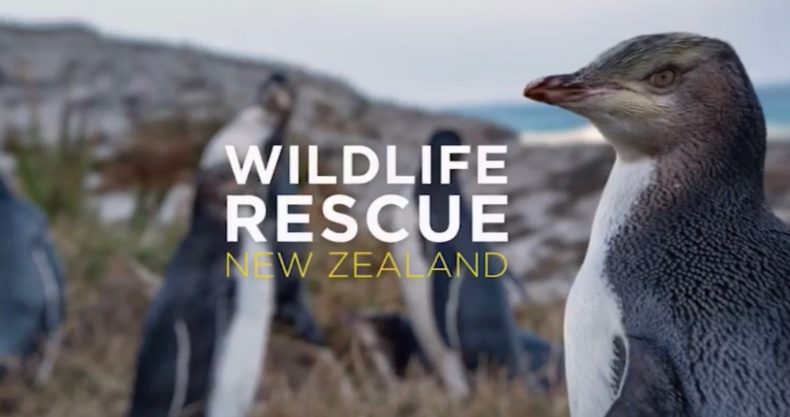 ニュージーランドの野生動物を守れ Tvシリーズ Wildlife Rescue 第１回 徹底解説 キンメペンギン編 アソビノイズミ